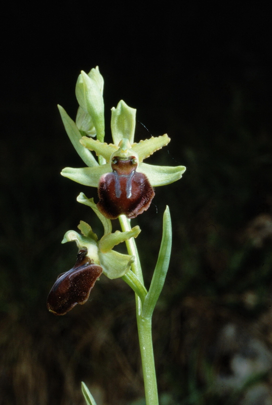 Orchidee in una villa vicino a Piediluco (Terni)